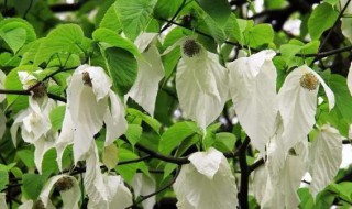 全球珍贵树种 世界重点保护的珍稀濒危树种