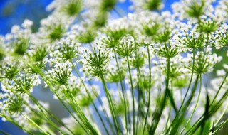 吃韭菜花的好处和坏处 吃韭菜花对人有什么好处和坏处