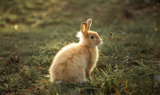 本命年兔送什么礼物送闺蜜 兔本命年送什么礼物送闺蜜