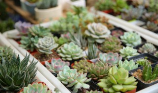 挑选仙人球的正确方法 购买仙人球要怎样挑选