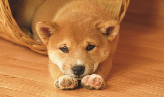 狗狗番薯吃多了会怎样 狗狗红薯吃多了会有哪些表现