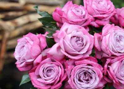 紫魂香水月季是藤本还是灌木 紫魂香水月季属于藤本还是灌木