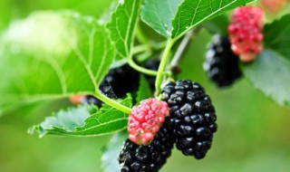 来月经可以吃桑葚吗 来月经可不可以吃桑葚