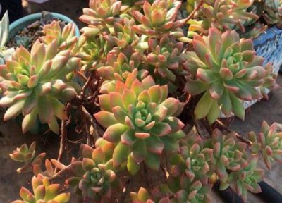 多肉根系烂了怎么处理 多肉根系出烂根子问题怎么回事