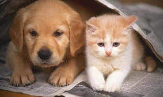 幼犬饲养方法 幼犬怎么养