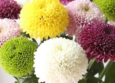 乒乓菊死了明年还能长吗 乒乓菊枯萎了第二年还会开花吗