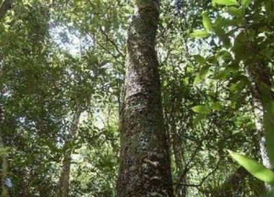 乌木是什么树 乌木是什么树 长什么样子