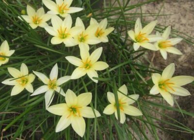 风雨兰怎么促花 夏季怎么养风雨兰花儿蹭蹭开爆盆