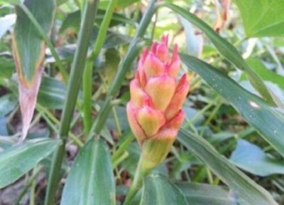 生姜开花民间说法 生姜开的花什么样子 有什么寓意兆头