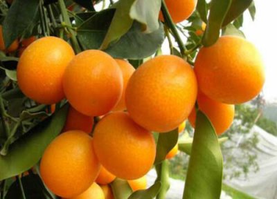 适合过年养的植物 适合过年养的花卉