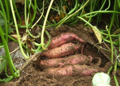 仓鼠能吃红薯吗 仓鼠可以吃红薯吗