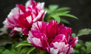 牡丹盆栽冬季养护方法 牡丹盆栽冬季如何养护