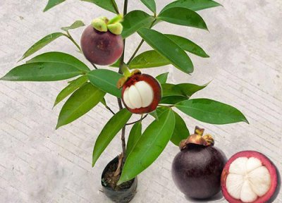 山竹是哪里产的 山竹适合生长地方