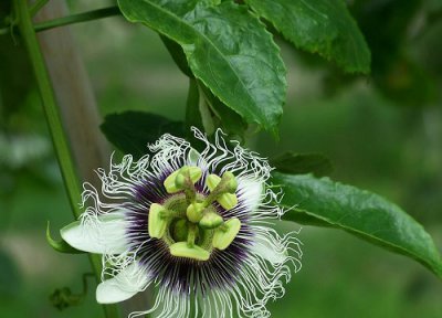 百香果什么时候开花 在什么季节开花