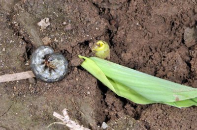 8种给土壤消毒方法 给土壤除虫杀菌的几种好方法