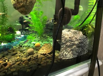 水龟有哪些品种好养吗 养殖水龟有哪些优点和好处