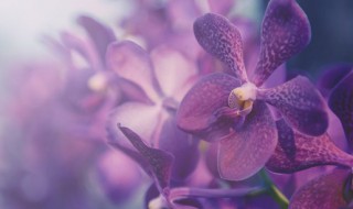 水吊兰花怎么养才能旺盛 吊兰水培更旺盛的方法