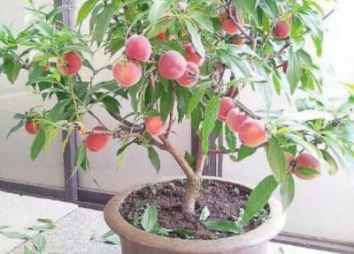 屋旁边种什么树风水好 适合房屋周围栽的树