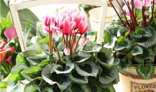 客厅适合养些什么 适合客厅养的花有哪些