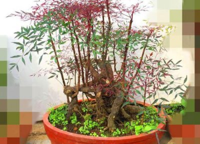 南天竹在室内如何养殖 南天竹室内的养殖方法