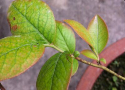 蓝莓新叶发红怎么回事 蓝莓叶片发红是什么回事