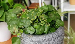 金钱草可以放卧室吗 金钱草放卧室养护好吗