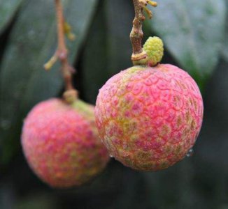 最贵增城荔枝55万一颗 广州增城挂绿荔枝简单介绍