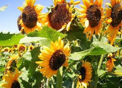 向日葵花语和寓意 向日葵的花语是什么