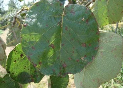 米兰叶子干枯原因 米兰叶子干枯怎么办