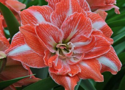 怎样盆栽朱顶红 朱顶红怎么养护开花壮观