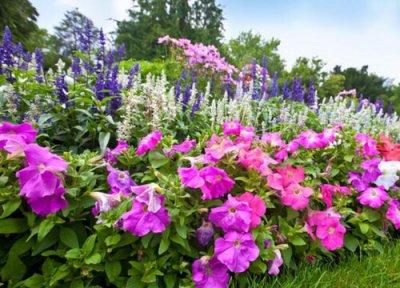 夏天杜鹃黄叶掉叶咋回事 夏季怎么养杜鹃花不掉叶不黄叶