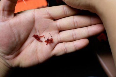 红虫保存最简单的方法 简单实用的红虫长时间保存好办法