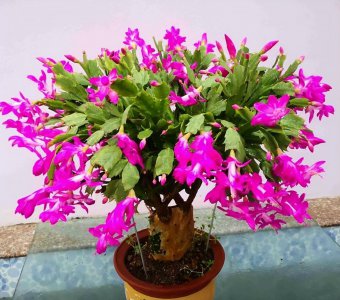 蟹爪兰修剪方法 蟹爪兰怎样修剪才能叶子茂盛开花多