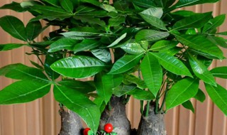 适合小型盆栽的树木有哪些 适合小型盆栽的树木有什么