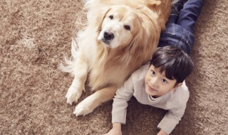 泰迪和金毛能一起养吗 泰迪和金毛适合一起饲养吗