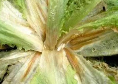 油麦菜种植中常见病害 油麦菜病虫害防治技术与方法