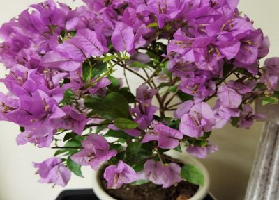 三角梅秋冬如何养长势好 秋天三角梅怎么养才开花好