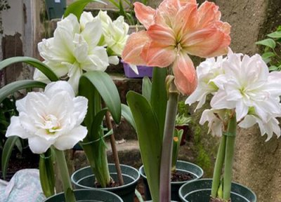 如何养护朱顶红 朱顶红花后必须要做的养护工作