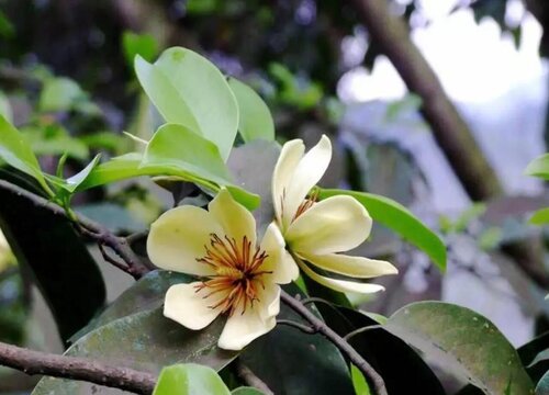 含笑什么时候开花