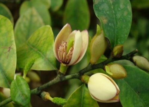 含笑什么时候开花