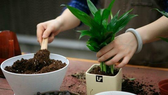 自己在家怎么配置植物营养土