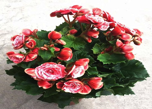 玫瑰海棠夏天如何养护花开不断