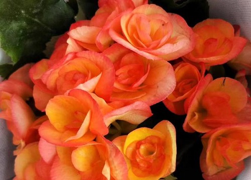 玫瑰海棠夏天如何养护花开不断