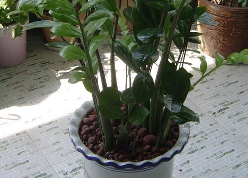 金钱树怎么养护新叶比老叶大一倍