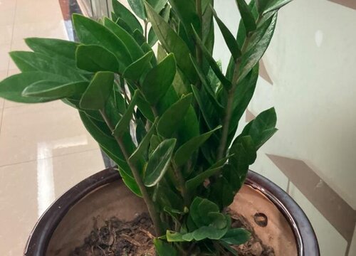 金钱树怎么养护新叶比老叶大一倍