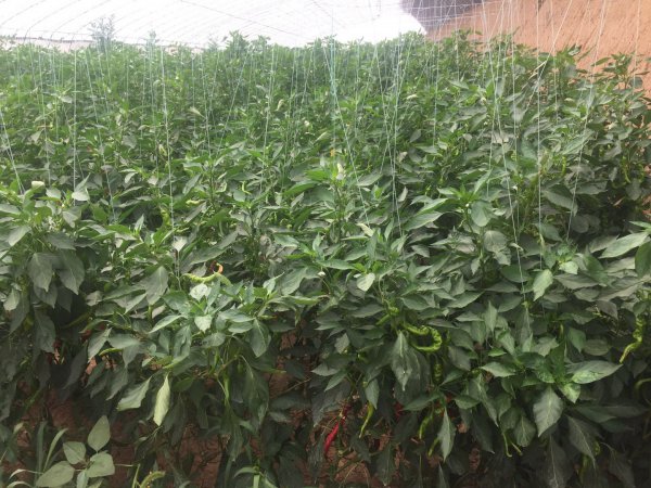 螺丝椒的种植方法及病虫害防治