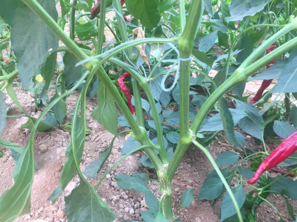 螺丝椒的种植方法及病虫害防治