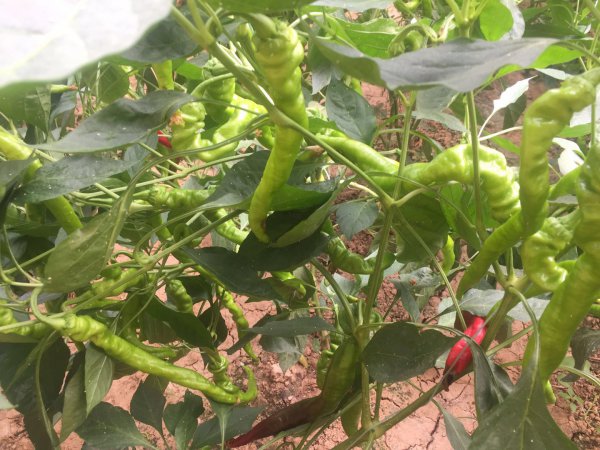 螺丝椒的种植方法及病虫害防治