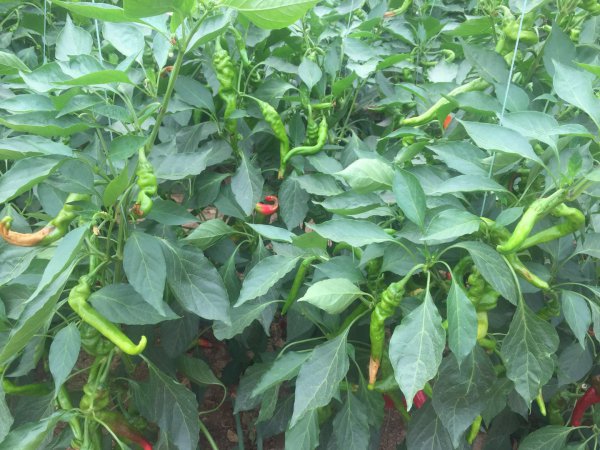 螺丝椒的种植方法及病虫害防治