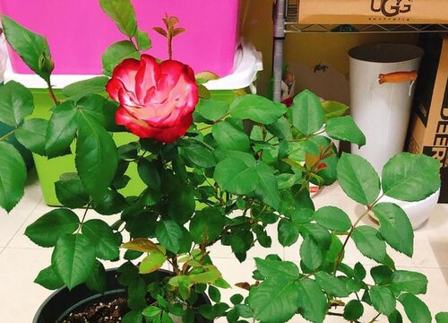 摩洛哥公爵是藤本还是灌木